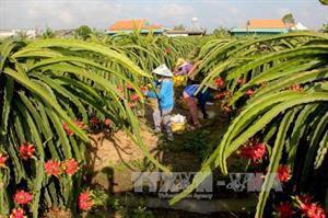 Xác định hướng đi cho trái thanh long Long An